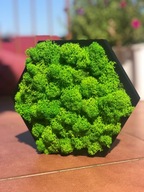 Panel dekoracyjny sześciokąt z Mchem Chrobotkiem