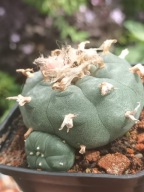 Kaktus Lophophora williamsii duża z ziemią i donicą L32+ gratisy +ogrzewacz