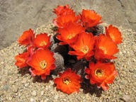 Kaktus ,Rebutia, Mediolobivia pygmaea v. friedrichiana WR 646