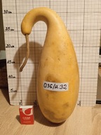 Tykwa zdrewniały owoc