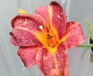 LILIOWIEC 'YOUNIQUE RED' HEMEROCALLIS 2L
