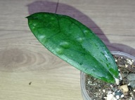 Hoya Hoja NO ID ukorzeniona