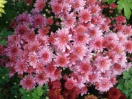 CHRYZANTEMA ZIMUJĄCA KŁĄCZOWA ### GRECZYNKA RÓŻ #### krokus szafirek