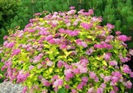 Tawuła japońska Golden Princess P9