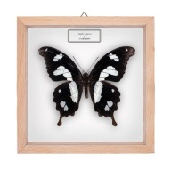 Motyl w gablotce Papilio hesperus