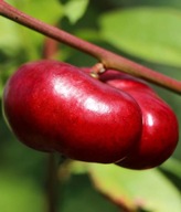 Nektaryna PŁASKOOWOCOWA flateryna