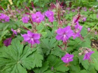 Bodziszek Korzeniasty Sadzonka P9