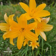 Liliowiec Żółty zwykły