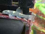 Garra flavatra Nepalka ( czyściciele glonów)