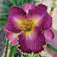 Liliowiec Forbidden Desires