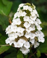 Hortensja dębolistna Burgundy (hydrangea quercifolia) C3, 30cm