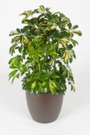 Schefflera Szeflera gerda arboricola drzewkowata parasolowiec SADZONKA 50cm