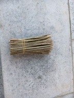 Ligustr vulgare na żywopłot sztobry zrzezy 100sztuk