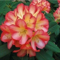 Różanecznik 'Robert de Belder'