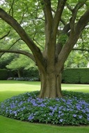 HIT - BARWINEK ZADARNIAJĄCY SADZONKI 50 SZTUK NA SKARPY 20 CM ODPORNY