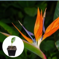 STRELICJA KRÓLEWSKA „RAJSKI PTAK” – SADZONKA - Strelitzia Reginae +GRATIS