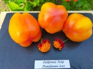 Pomidor California Tulip do suszenia faszerowania nasiona kolekcjonerskie