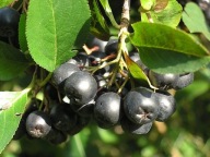 Aronia świeże owoce 5,50 zł/kg