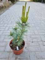 Sosna drobnokwiatowa Pinus parviflora 'Go-Gin' NA BIG BONSAI