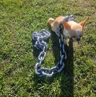 Nowoczesna smycz dla psa, kota