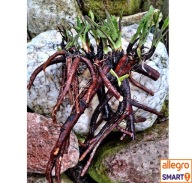 ŻYWOKOST LEKARSKI, KOSZTYWAŁ świeży korzeń 1,0 kg