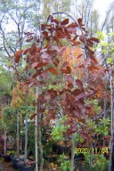 Buk purpurea czerwony 240 szczepiony pendula inny