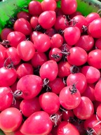 Pomidor CHERRY MALINOWY słodziutka koktajlówka nasiona kolekcjonerskie