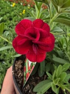 Million Bells Double Ruby