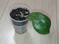 Hoya Hoja RB DICK EPC 196 ukorzeniona