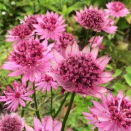 Jarzmianka Roma Astrantia sadzonka 1 l