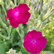 Firletka wieńcowa - 500 nasion