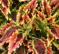 Coleus Koleus El Brighto KOLOROWE LISTKI