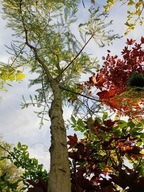 Cyprys błotny cypryśnik szczepiony pendula stary okaz 20 letni okaz inny