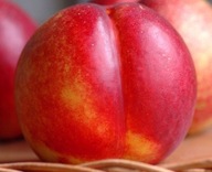 Nektaryna FANTAZJA Późna Samopylna Duże Słodkie Owoce