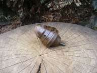 ZAPALNIK GÓRSKI AUSTRO-WĘGRY 7CM M99!