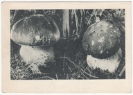 GRZYB SZLACHETNY BOROWIK FOTO KARPIŃSKI MYKOLOGIA