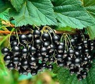 PORZECZKA CZARNA TITANIA KRZACZASTA – duże, smaczne owoce