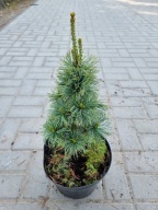 Sosna drobnokwiatowa Pinus parviflora 'Piramidalis' NA BIG BONSAI