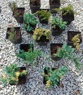 Jałowiec green gold blue carpet chip ice wiltoni