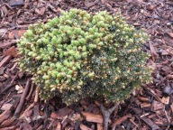 KOLEKCJONERSKA MINIATURKA Świerk serbski 'Floris' Picea omorika