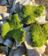 Płaty mchu 300g mech ozdobny florystyczny dekoracja do wianków stroików