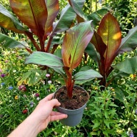 Bananowiec Ensete ventricosum Maurelii - DUŻE SADZONKI - 30 - 40cm