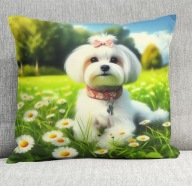 Poduszka 40/40cm Maltańczyk Maltese