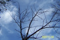 Brzoza szczepiona parasolowa 11latnia inna