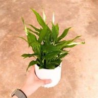 Skrzydłokwiat Spathiphyllum Chopin SADZONKA 25 cm