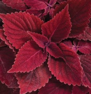 Coleus Rediculous doskonała KOLEUS roślina strukturalna