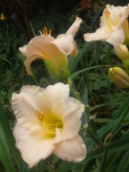 LILIOWIEC HEMEROCALLIS "LULLABY BABY" LILIOWCE