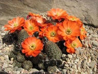 Kaktus ,Rebutia, Mediolobivia albidula LF 378