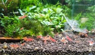 Krewetka Super Red Tiger – Wyjątkowa Czerwień "ciepła paczka" od fibell