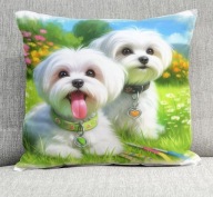 Poduszka 40/40cm Maltańczyk Maltese